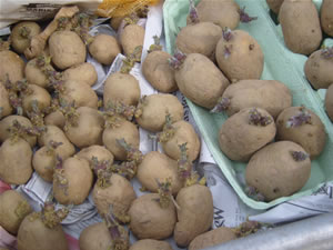 chitting potatoes