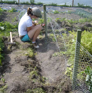 allotment fence